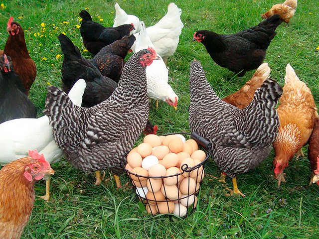 Содержание кур и уход за ними | ЗооТом - продажа, вязка и услуги для животных в Полевском