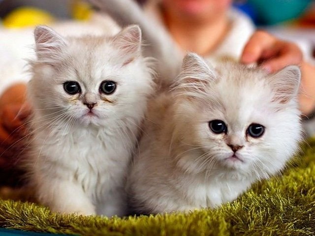 Породы кошек в Полевском | ЗооТом портал о животных