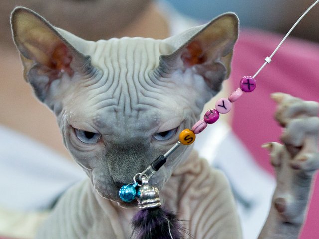 Выставки кошек в Полевском | ЗооТом портал о животных