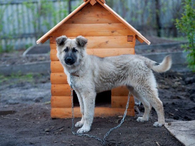 Все о собаках в Полевском Все о собаках в Полевском